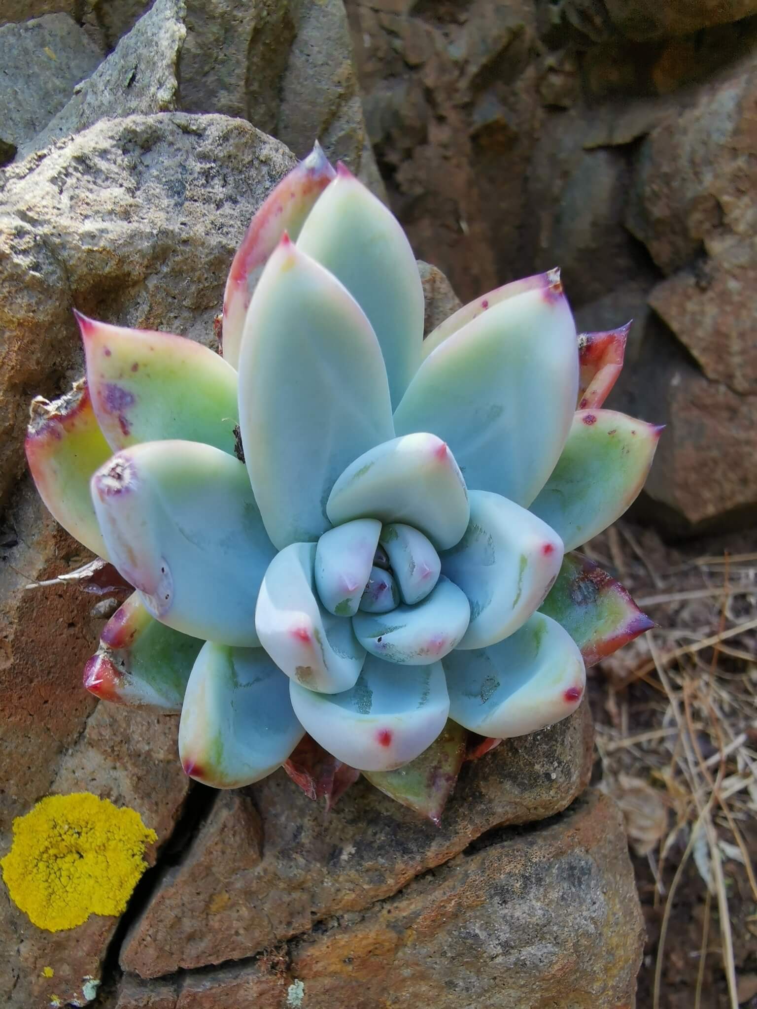 Echeveria colorata